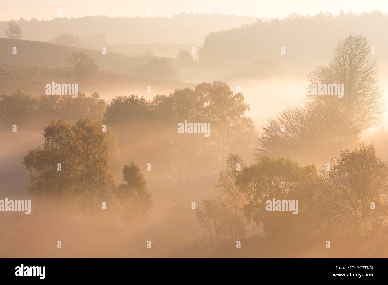 Heide im Morgennebel an der Posbank im Herbst, Niederlande, Gelderland, Veluwe, Posbank Stockfoto