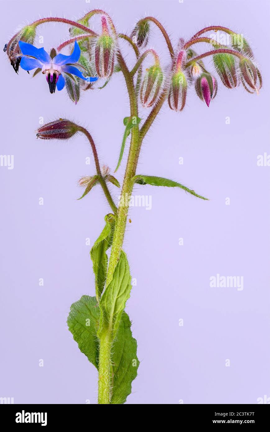 Borretsch (Borago officinalis), blühend vor violettem Hintergrund Stockfoto