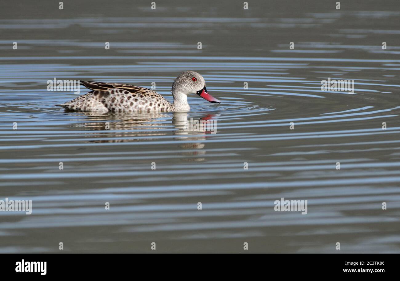 Kap teal (Anas capensis), Schwimmen, Seitenansicht, Südafrika, Western Cape, Paarl Bird Sanctuary Stockfoto