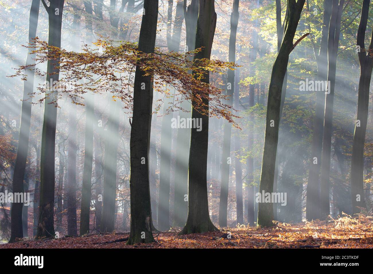 Buche (Fagus sylvatica), Sonnenstrahlen im Nebelwald im Herbst, Niederlande, Gelderland, Veluwe, Speulderbos Stockfoto