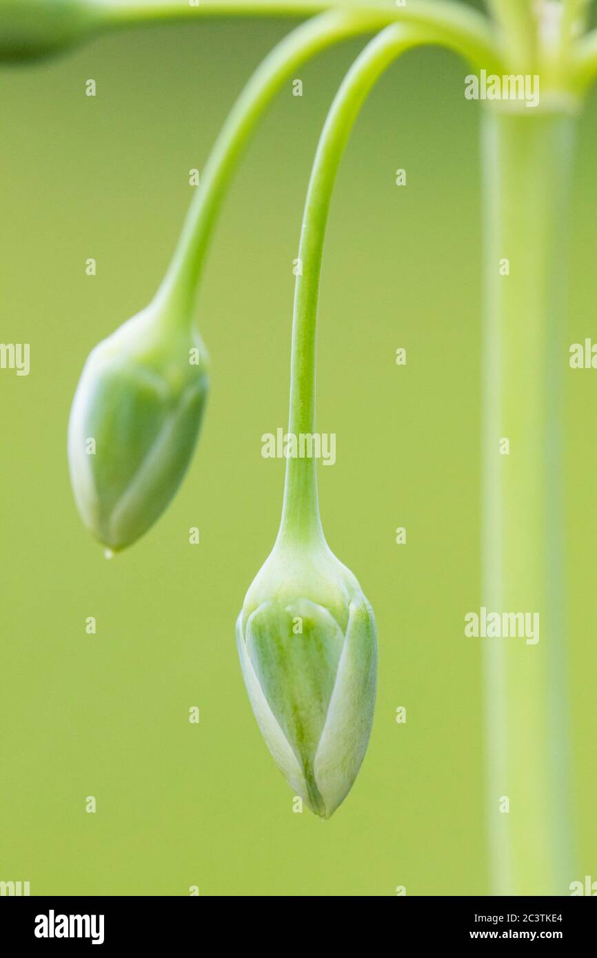 Honig Knoblauch (Allium siculum, Nectaroscordum siculum), Blume in Knospe Stockfoto
