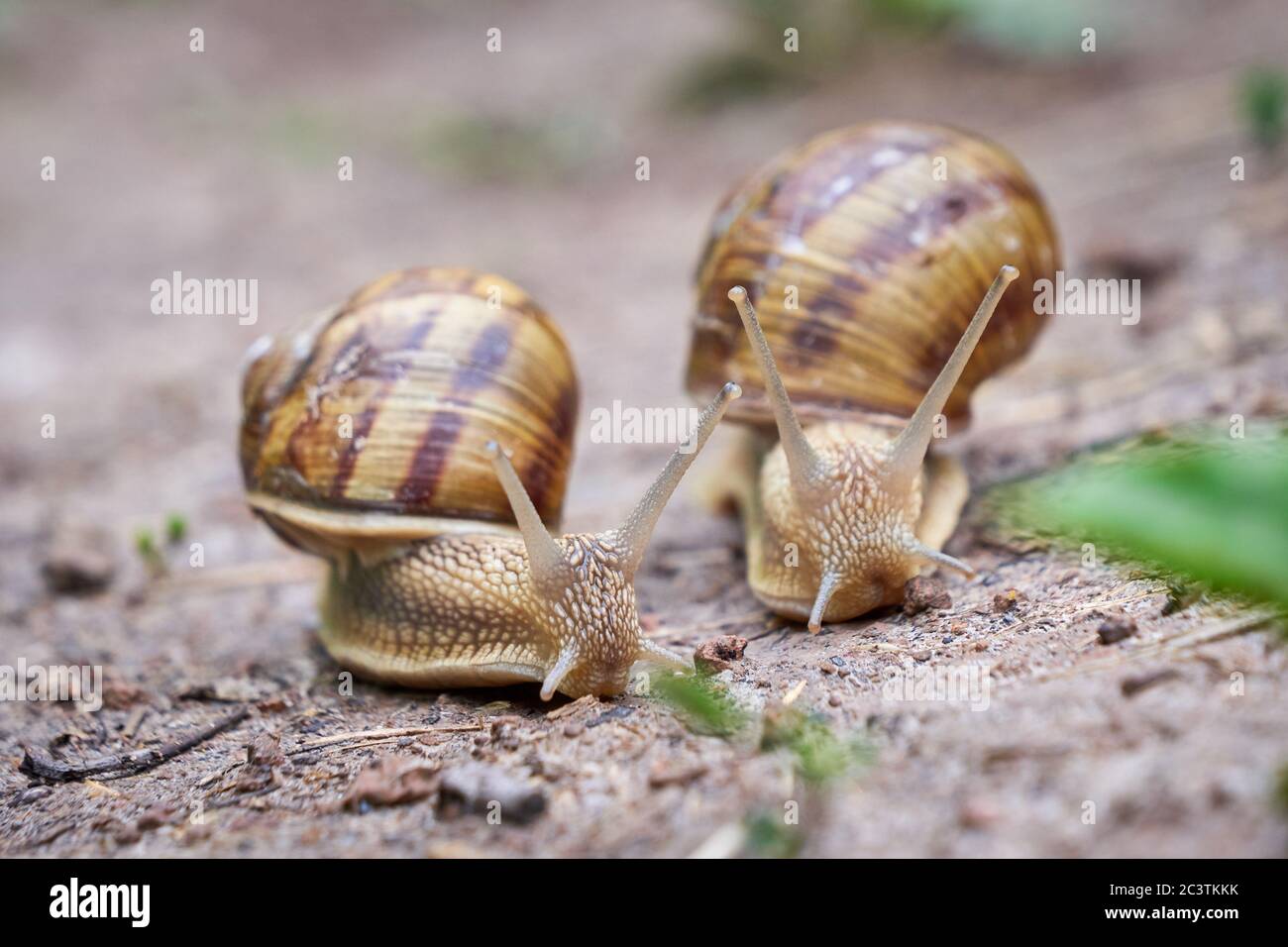 Zwei Schnecken Rennen ( Helix pomatia ) Stockfoto