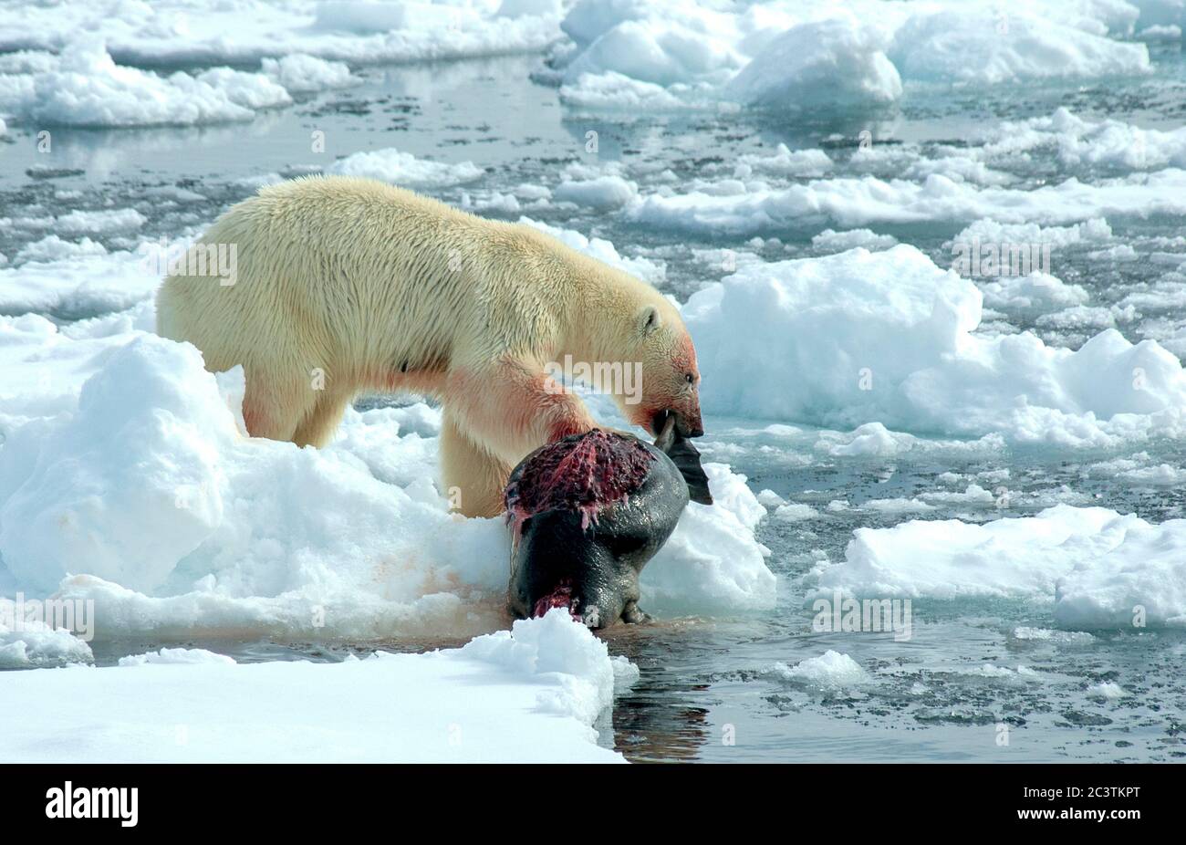 Eisbär (Ursus maritimus), zieht eine tote abgepreyed Robbe auf einer Eisscholle, Seitenansicht, Norwegen, Spitzbergen Stockfoto