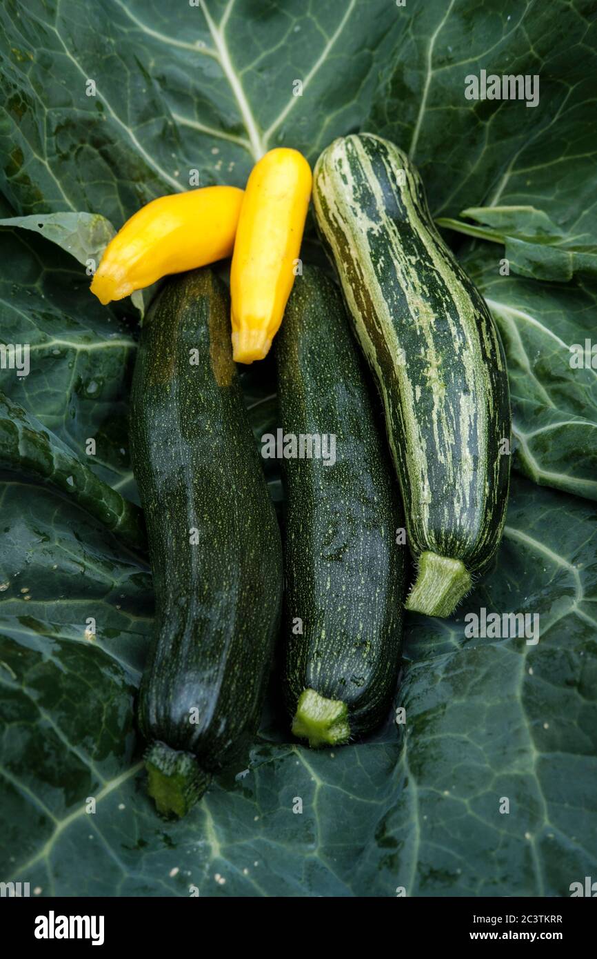 Zucchini Sorten, Cucurbitaceae - Bio-Garten Stockfoto