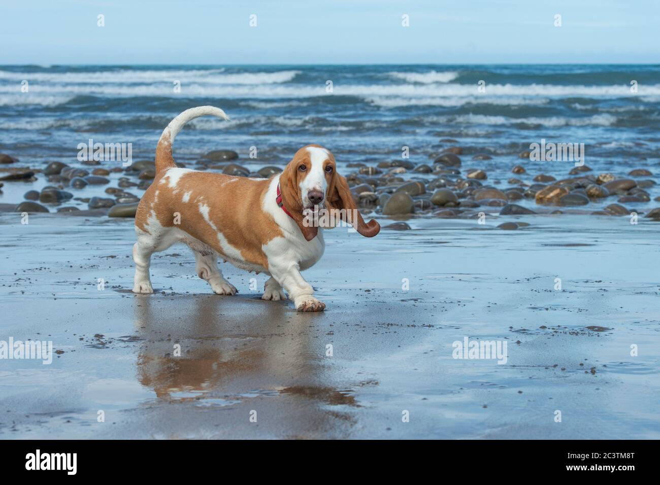 basset Hund am Strand im Urlaub Stockfoto