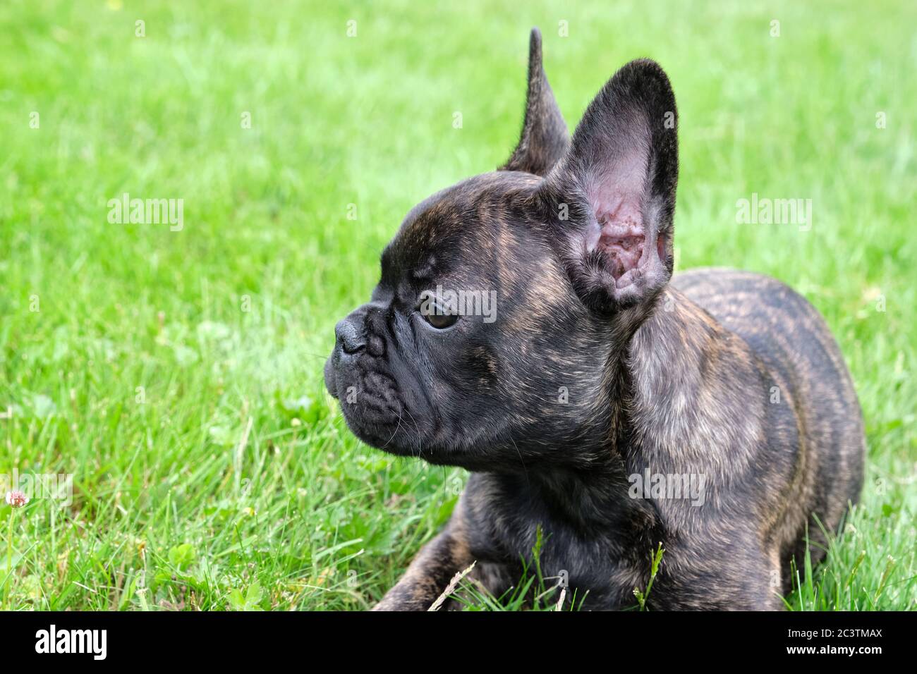 Ein süßer entzückender brauner und schwarzer französischer Bulldogge Hund liegt im Gras mit einem niedlichen Ausdruck im faltigen Gesicht Stockfoto