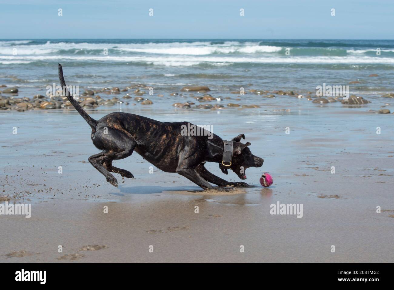 lurcher Hund jagt einen Ball am Strand Stockfoto