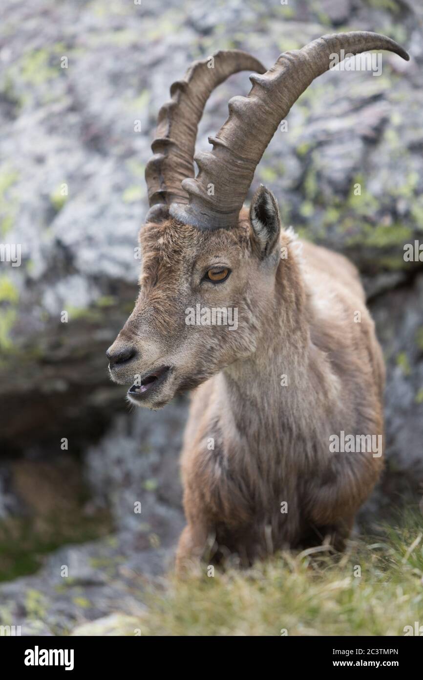Ein Steinbock auf einem Berg Stockfoto