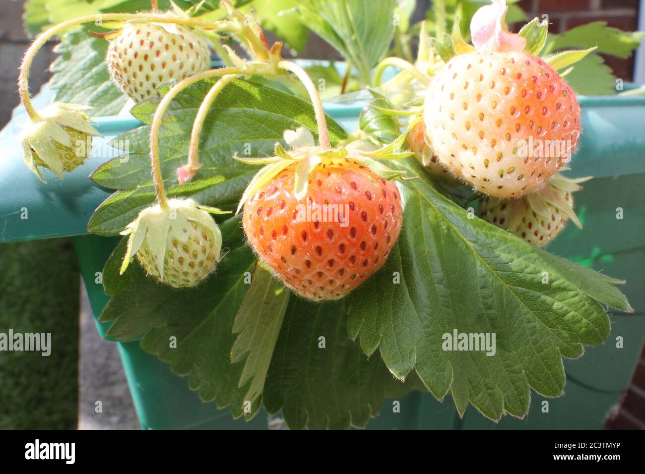 Erdbeerpflanze mit reifen und unter reifen Früchten Stockfoto
