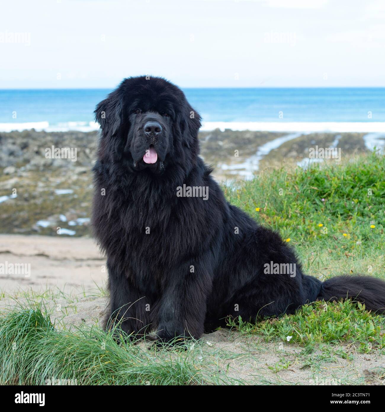 Neufundländer Stockfoto