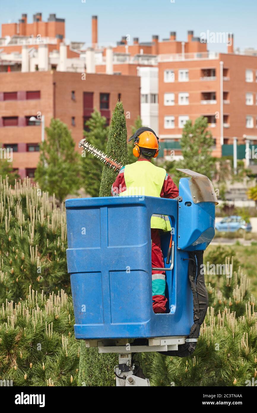 Urban Gardener Beschneiden einer Zypresse mit einem Kran. Saisonale Wartung Stockfoto