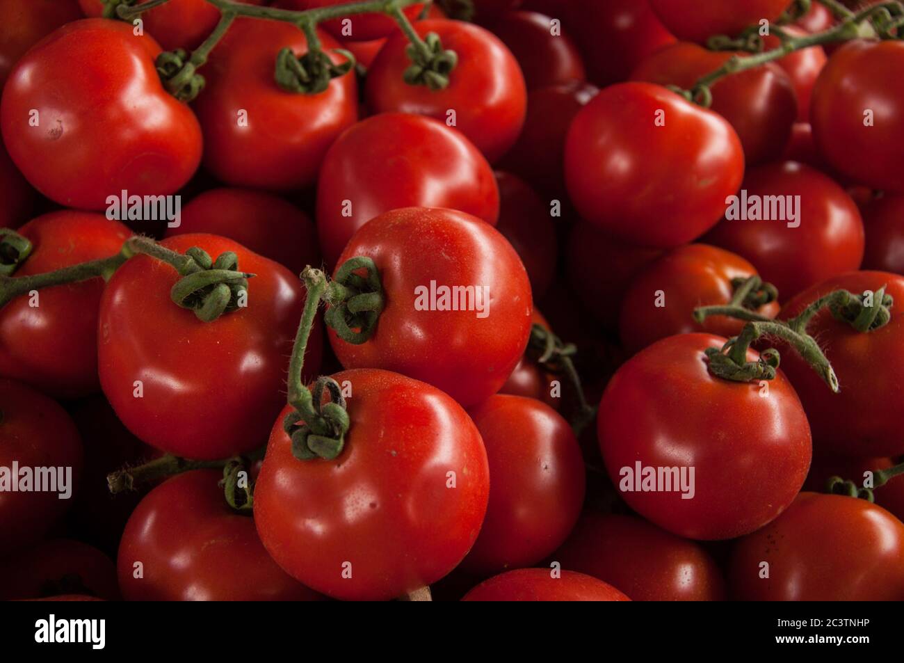Rote Tomaten Stockfoto
