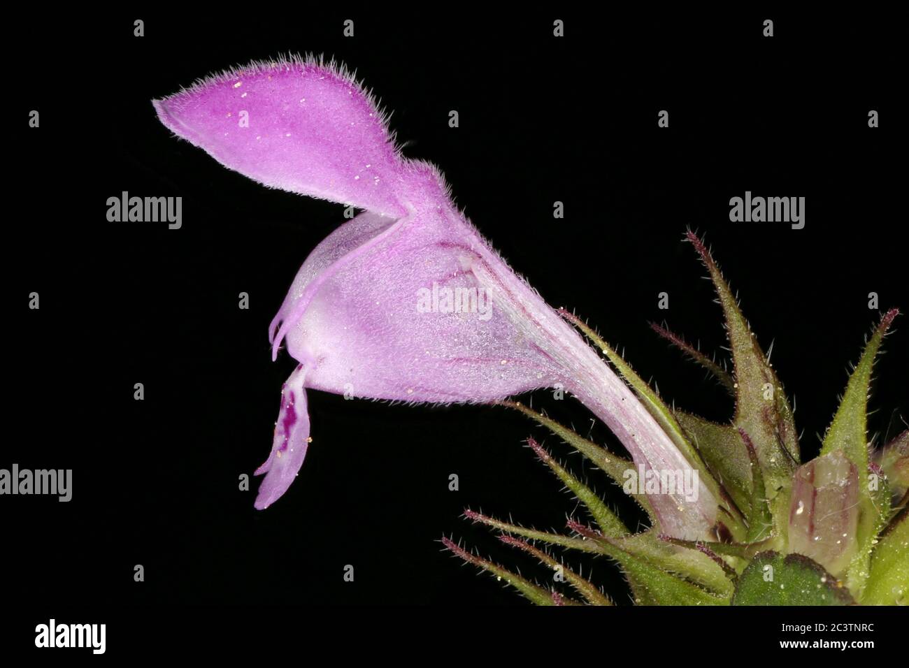 Ausschnittblättrige Totnessel (Lamium purpureum). Blumennahaufnahme Stockfoto