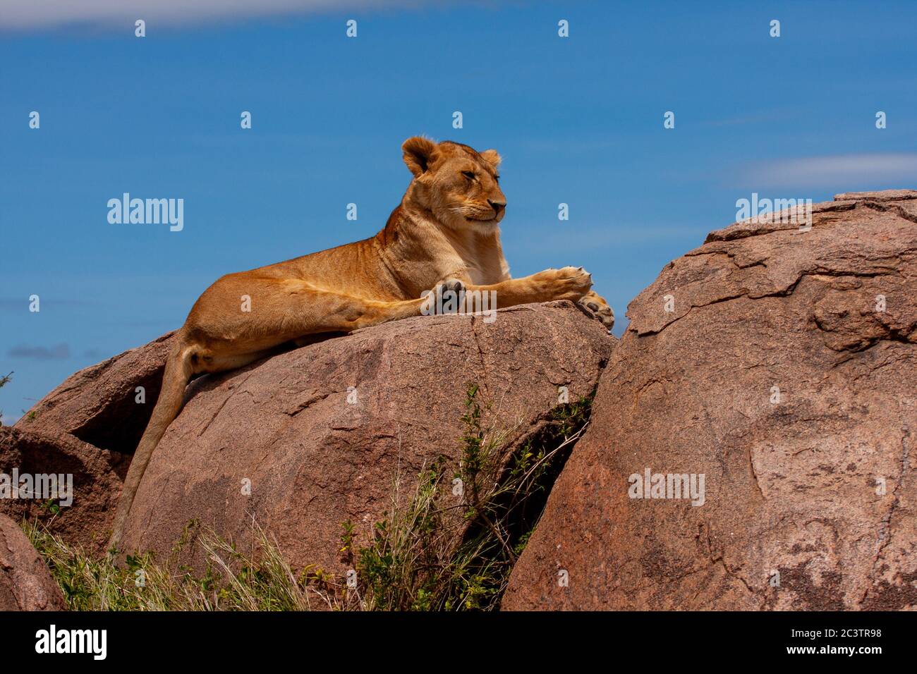 Löwin (Panthera leo) Stockfoto