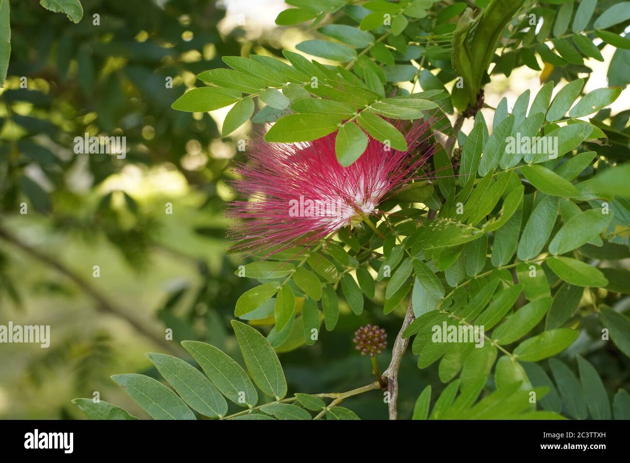 Rote Puderblüte und zusammengesetztes Laub, Bendigo, Victoria, Australien Stockfoto