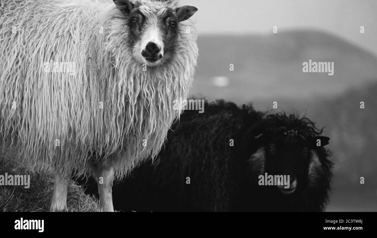 Die isländischen Schafe Stockfoto