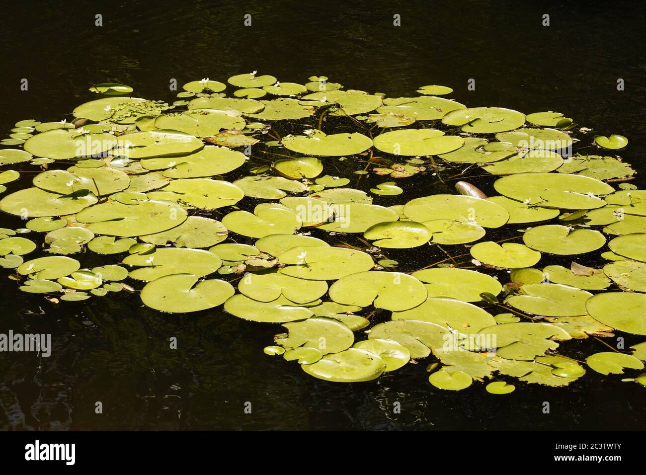 Seerosenpads auf Centenary Lake in Caboolture, Queensland, Australien Stockfoto