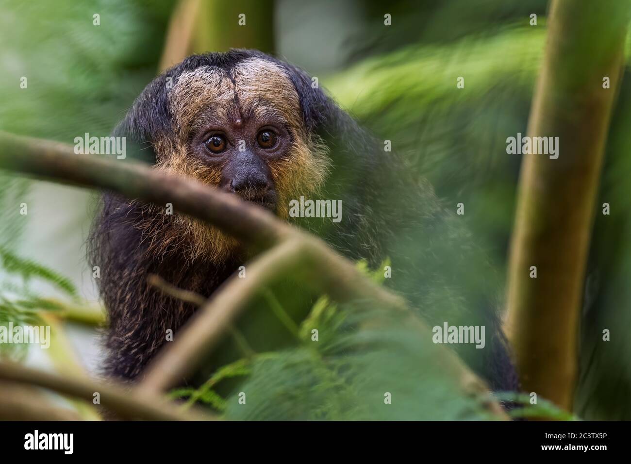 Guianan Saki - Pithecia pithecia, schöne seltene scheue Primaten aus südamerikanischen tropischen Wäldern, Brasilien. Stockfoto