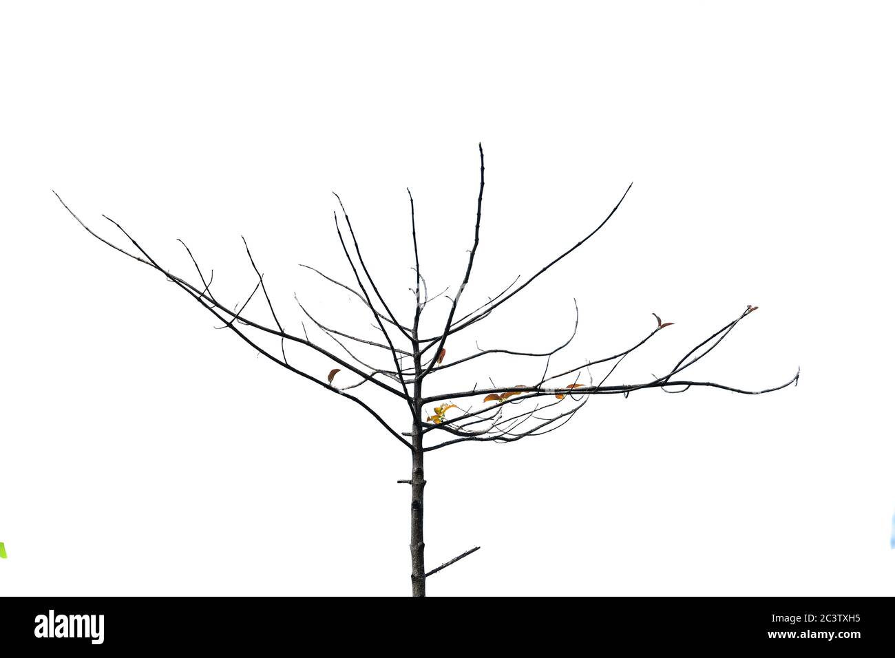 Toter Baum Zweige mit weißem Wolke Hintergrund, Kopierer Raum, freier Raum für Text Stockfoto