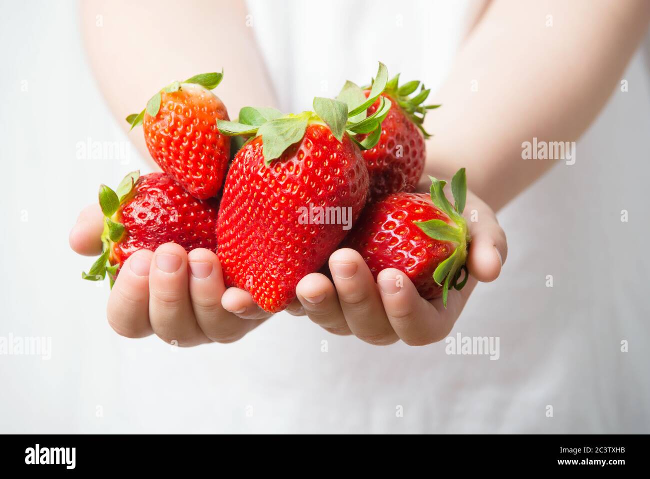 Kleine Kinderhände halten frische reife Erdbeeren, volle Hände von Beeren, weißer Hintergrund Stockfoto