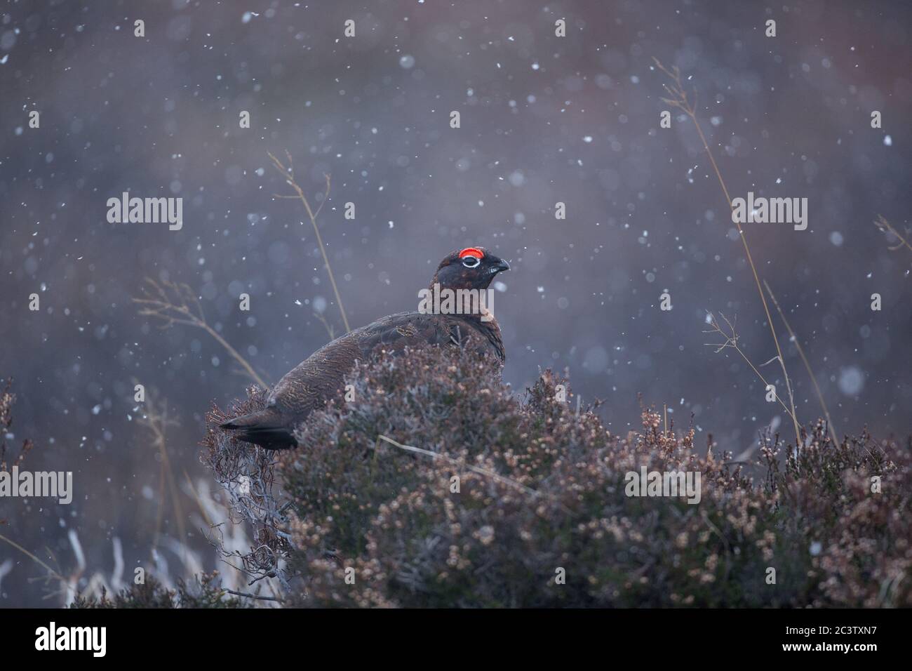 Ein männliches Rothuhn sitzt Camouflage unter Heidekraut im Hochland von Schottland, Großbritannien Stockfoto