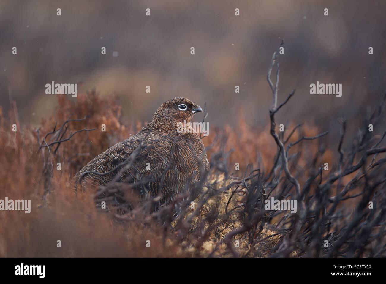 Ein weibliches Rothuhn sitzt Camouflage unter Heidekraut in den Highlands von Schottland, Großbritannien Stockfoto