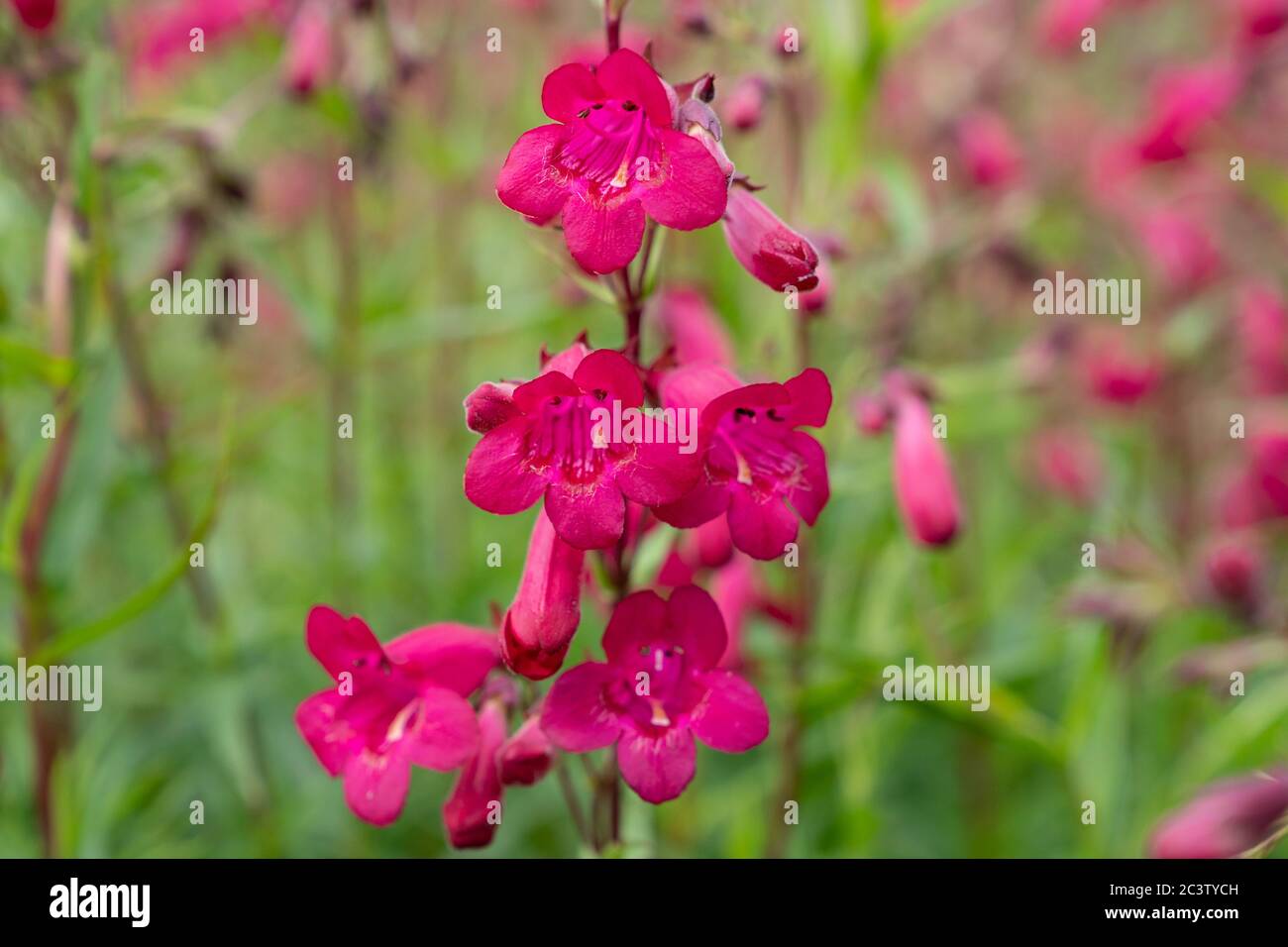 Glockenblumenbartzunge (Penstemon campanulatus) Stockfoto