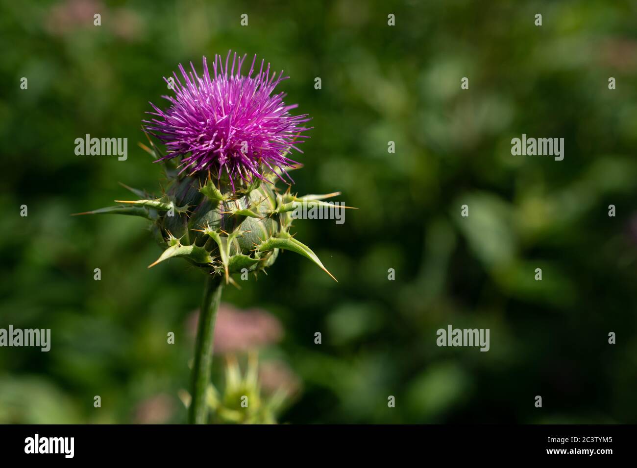 Mariendistel (Silybum Marianum) Stockfoto