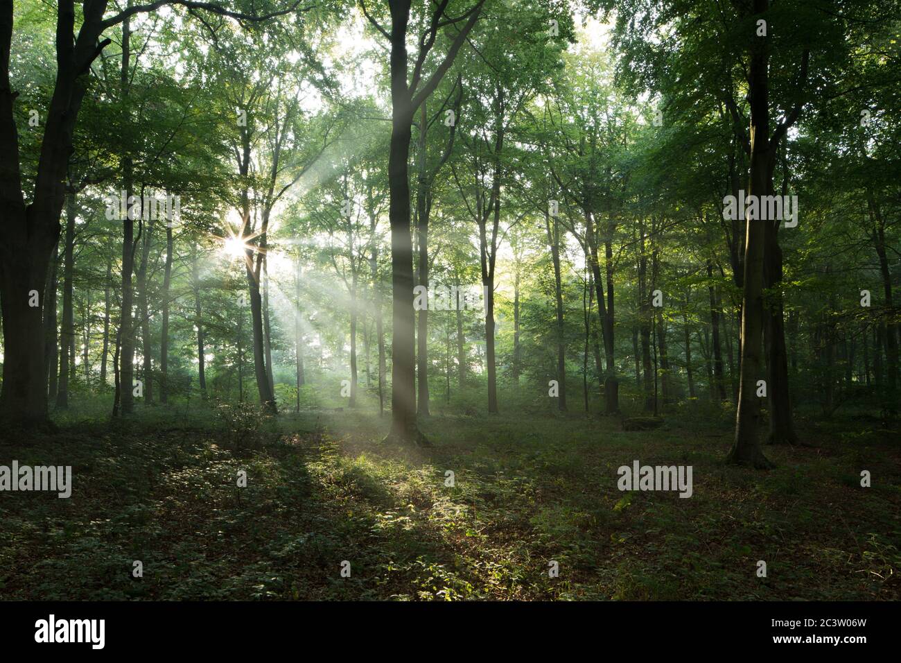 Am frühen Morgen strömt Sonnenlicht durch die Zweige in einem Hampshire-Wald, Großbritannien Stockfoto