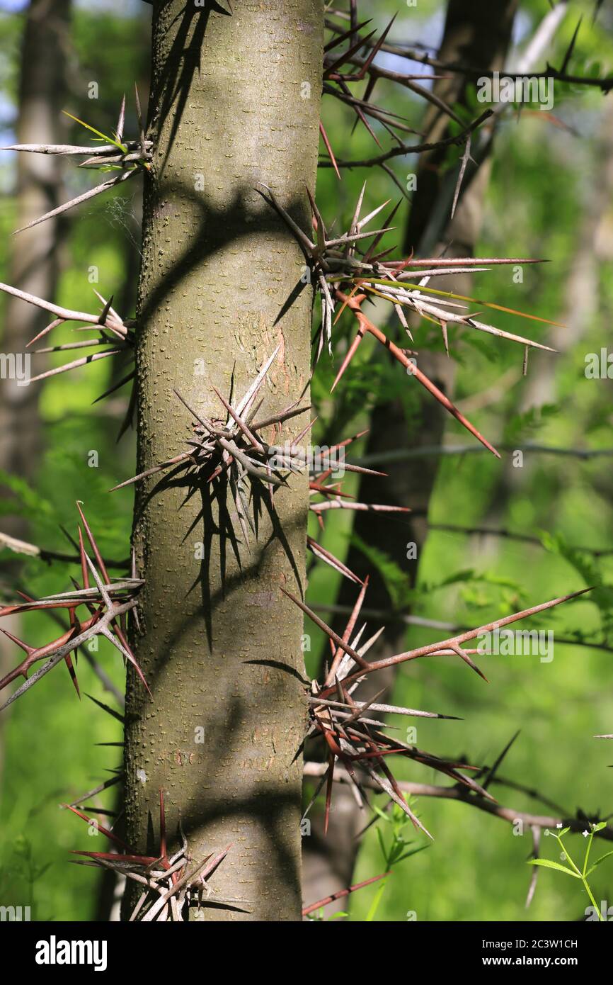 Gefahr große Dornen auf Honigheuschreckenbaum Stockfoto