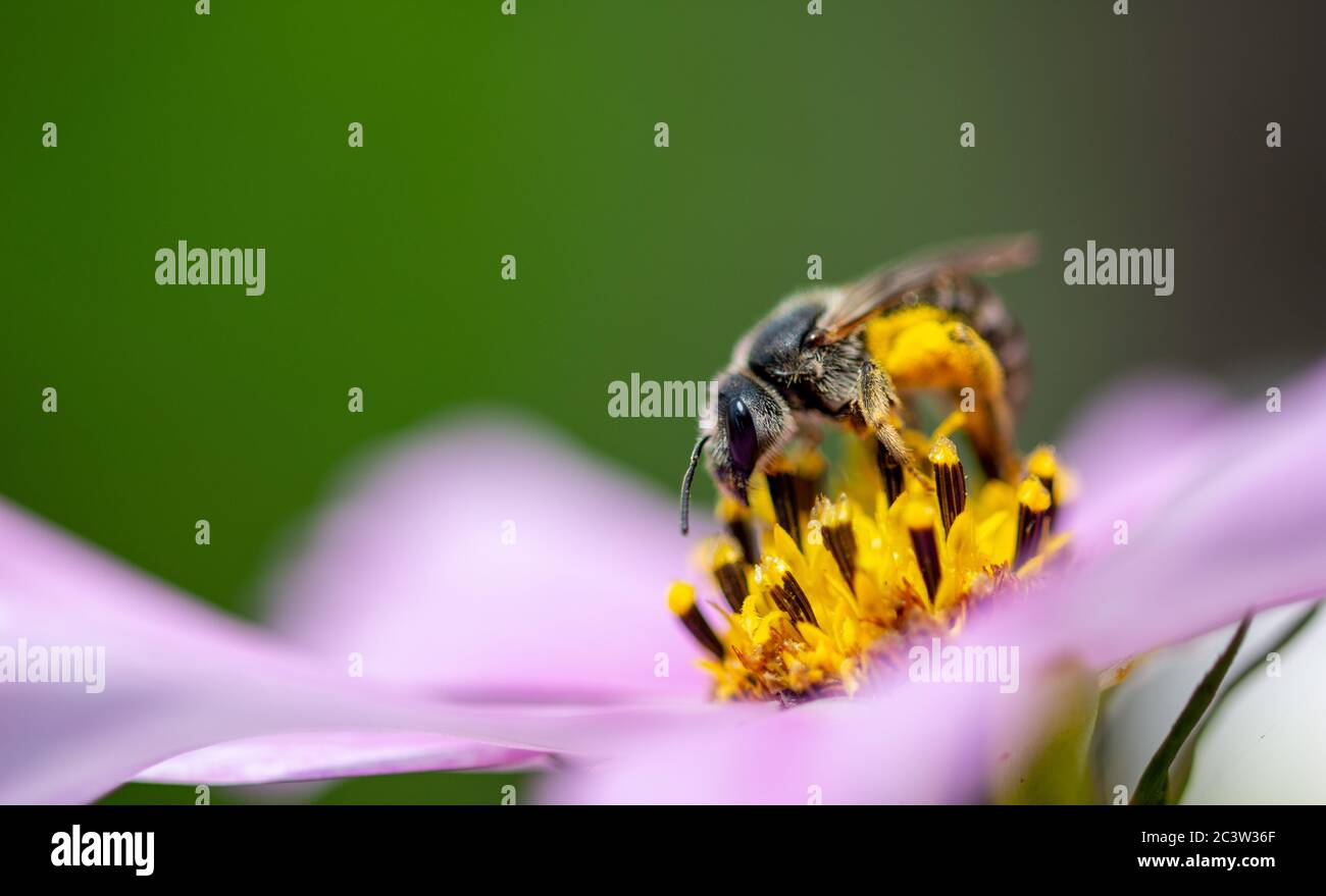 Arbeitende Honigbiene, die Nektar aus einer Blume sammelt Stockfoto