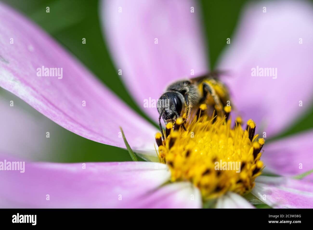 Arbeitende Honigbiene, die Nektar aus einer Blume sammelt Stockfoto
