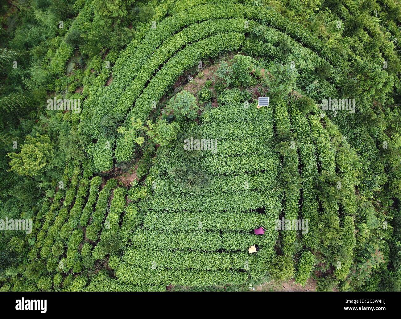 (200622) -- HEFEI, 22. Juni 2020 (Xinhua) -- Cai Qiyan hilft ihrem Vater, Unkraut aus der Teeplantage der Familie im Dorf Gaowan im Bezirk Jinzhai, ostchinesische Provinz Anhui, zu entfernen.Dies ist ein Luftfoto, das am 20. Juni 2020 aufgenommen wurde. Cai Qiyan genießt den Blick auf die fließenden Wolken von einer der Teeplantagen auf den Bergen. Aber der Spaß war auch ein Luxus für den 15-Jährigen, der mit angeborener Skoliose diagnostiziert wurde. Von Anfang an hatte Qiyan es extrem schwierig gefunden, ihre Wirbelsäule aufrecht zu halten. In der Tiefe des Dabie-Gebirges musste Qiyan zwei Stunden auf dem Weg zur Schule und BA verbringen Stockfoto