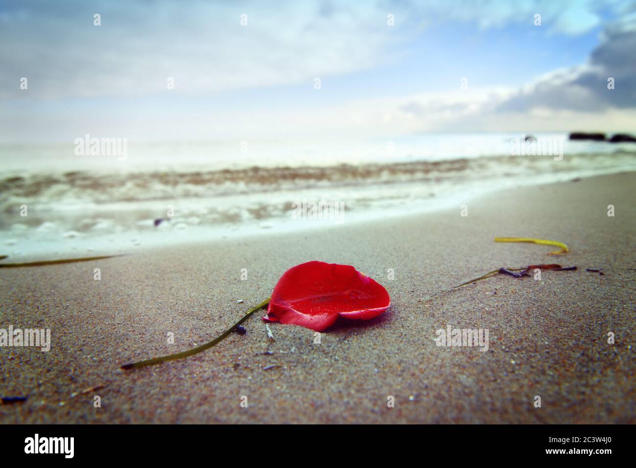 Rotes Rosenblatt am Ostseestrand, Symbolfoto-Beerdigung auf See, Rotes Blatt einer Rose am Ostseestrand, Symbolfoto Seebestattung Stockfoto