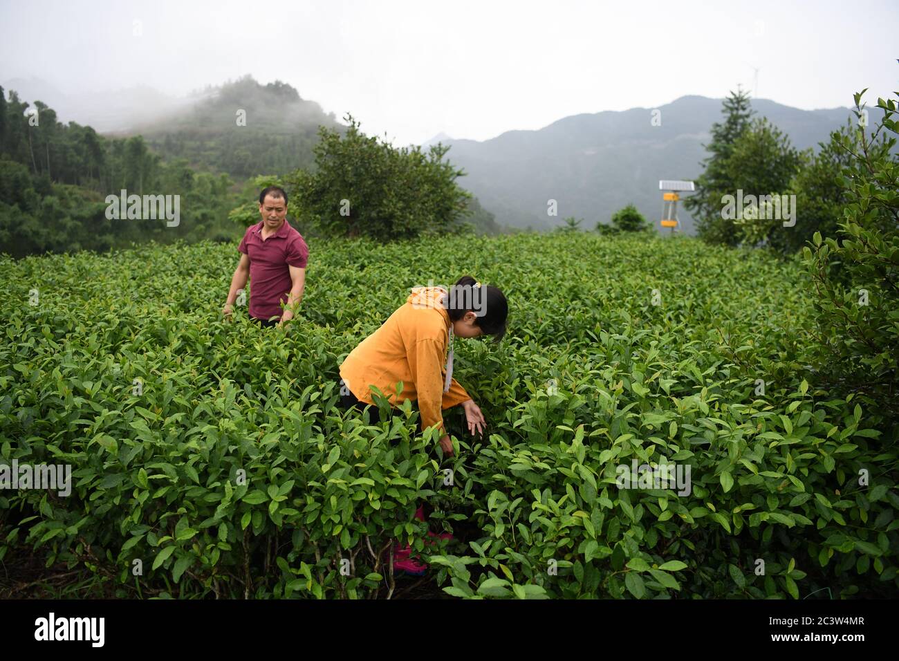 (200622) -- HEFEI, 22. Juni 2020 (Xinhua) -- Cai Qiyan hilft ihrem Vater, Unkraut aus der Teeplantage der Familie in Gaowan im Bezirk Jinzhai, ostchinesische Provinz Anhui, zu entfernen, 20. Juni 2020. Cai Qiyan genießt den Blick auf die fließenden Wolken von einer der Teeplantagen auf den Bergen. Aber der Spaß war auch ein Luxus für den 15-Jährigen, der mit angeborener Skoliose diagnostiziert wurde. Von Anfang an hatte Qiyan es extrem schwierig gefunden, ihre Wirbelsäule aufrecht zu halten. In der Tiefe der Dabie Berge, Qiyan hatte zwei Stunden auf dem Weg zur Schule und nach Hause zu verbringen, da es "dauerte viel lo Stockfoto