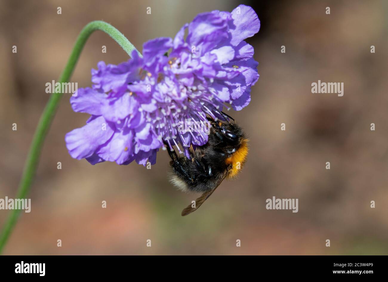 Baum Bumblebee auf Scabious Blume Stockfoto