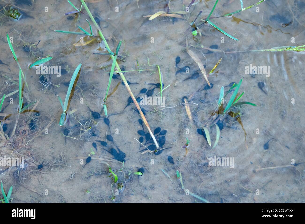 Kaulquappen schwimmen im flachen Teich Stockfoto