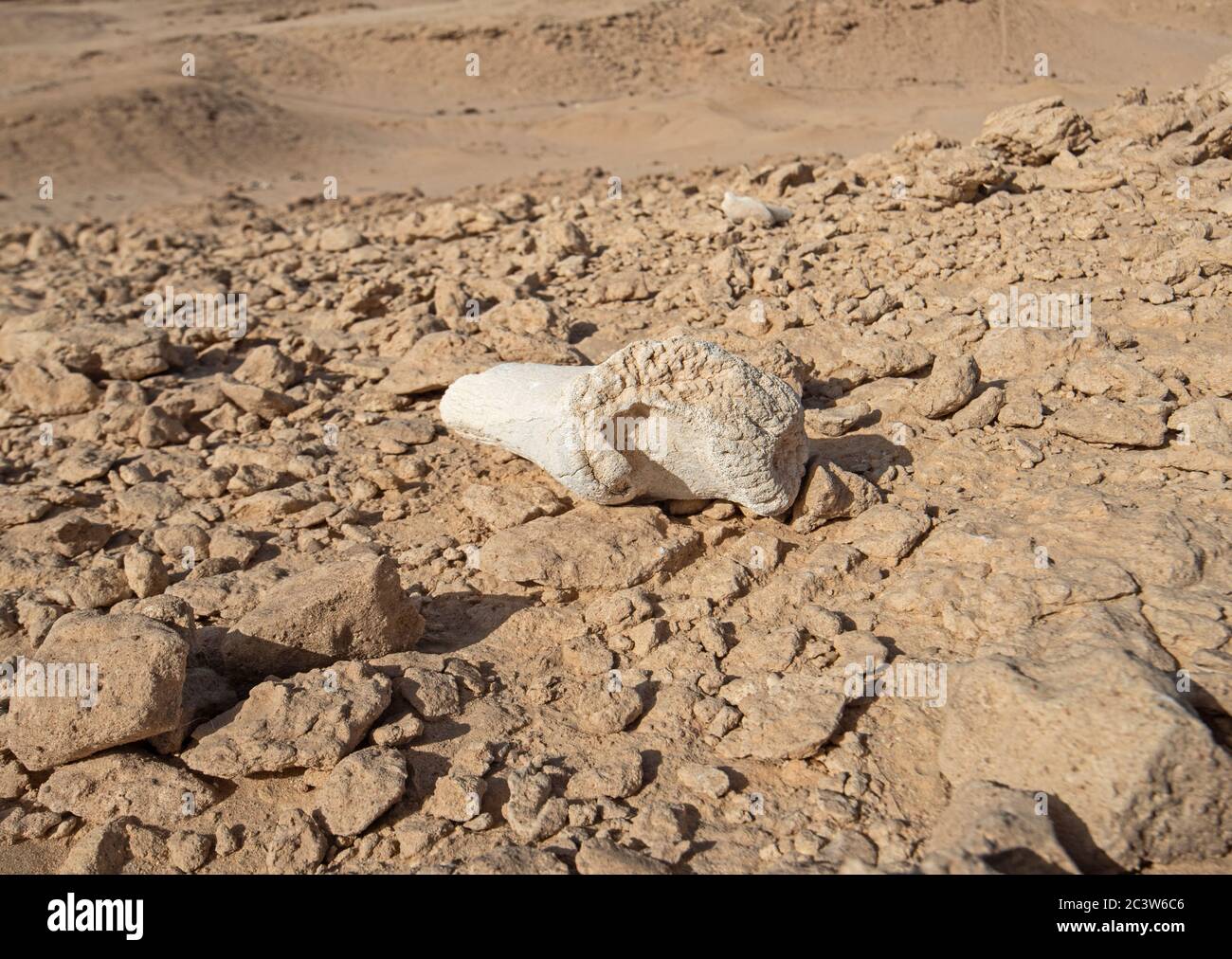 Alte getrocknete Tierknochen verrotten in abgelegenen trockenen rauen Wüstenlandschaft Stockfoto