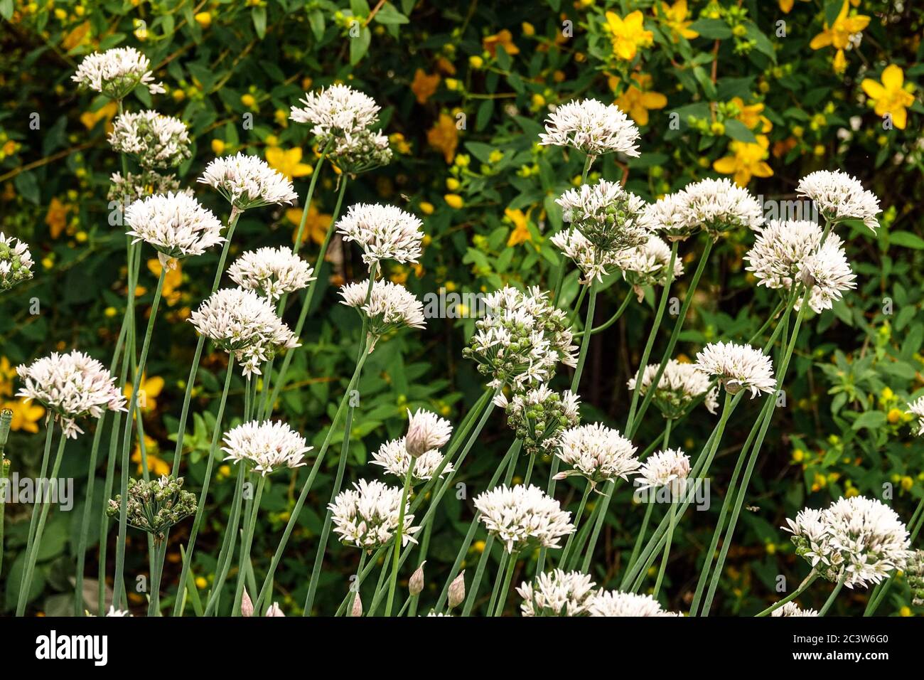 Kräuter Knoblauch Schnittlauch Allium tuberosum, Hypericum Strauch Kräuter Garten Stockfoto
