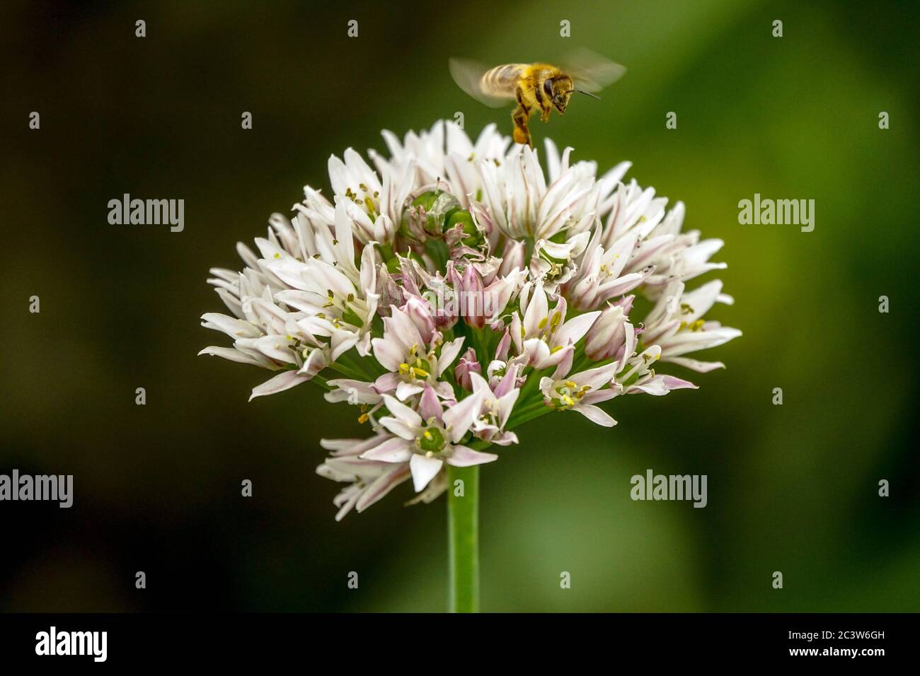 Biene, die über die Knoblauchlauch-Blume fliegt Allium tuberosum-Blume aus nächster Nähe Stockfoto