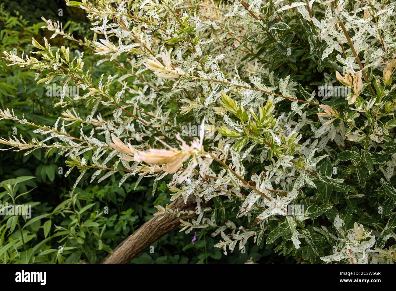 Willow Salix integra Hakuro-Nishiki Stockfoto