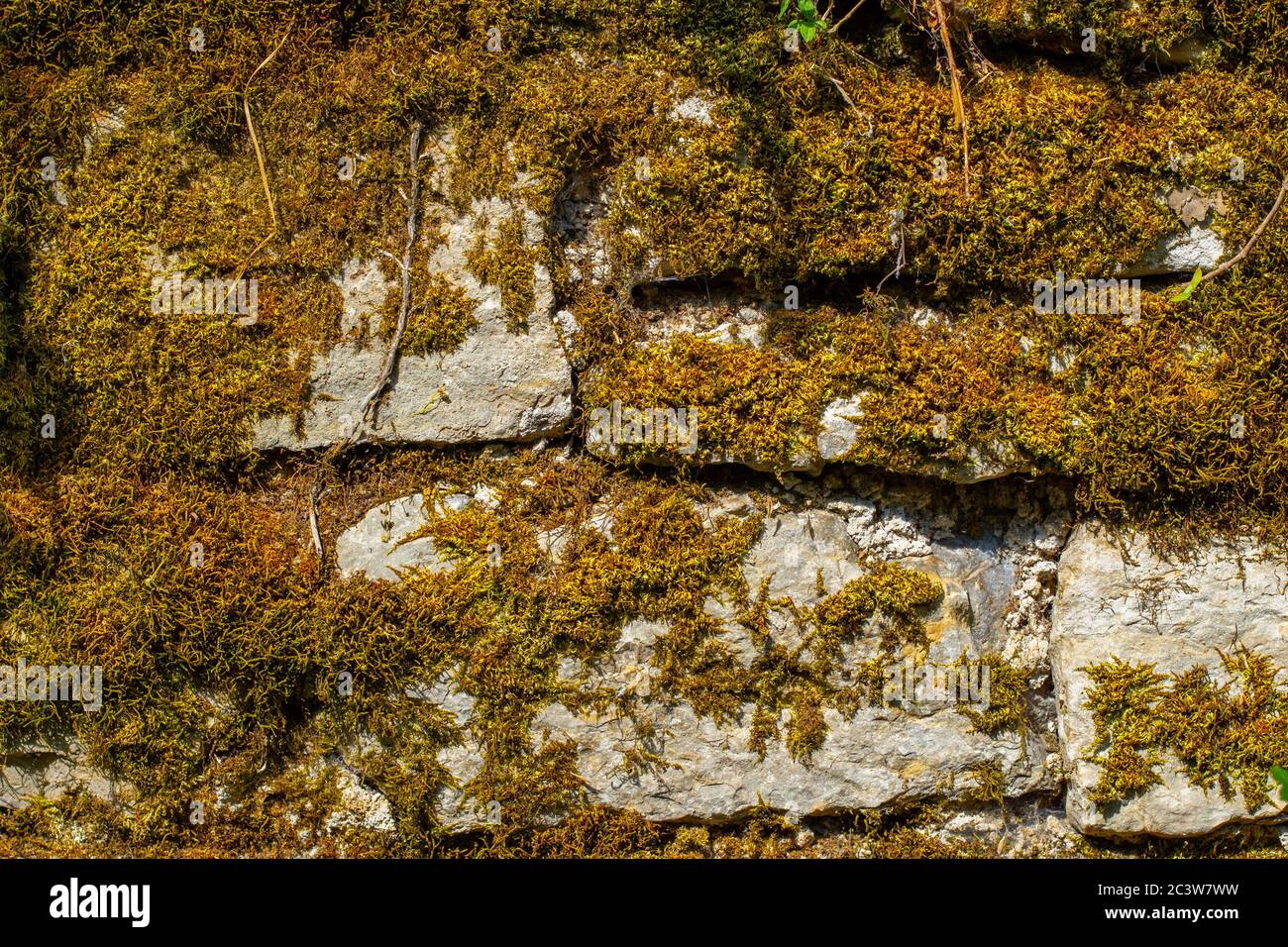Trockene Moos und Efeu bedeckende Natursteinwand für Hintergrund oder Tapete Stockfoto