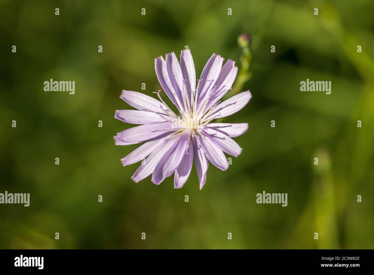 Lactuca perennis, Bergsalat Stockfoto