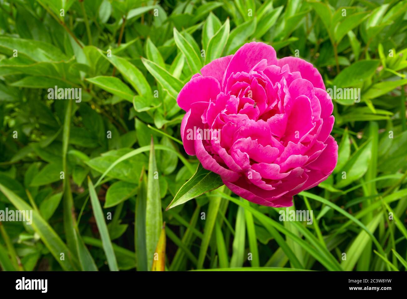 Einzelne rosa Pfingstrose Blume mit grünen Blättern Stockfoto