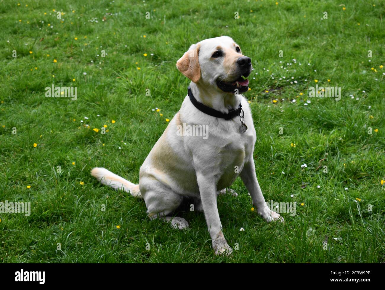 Golden labrador sitzt im Feld, während er den Anweisungen während des Trainings zuhört. Stockfoto