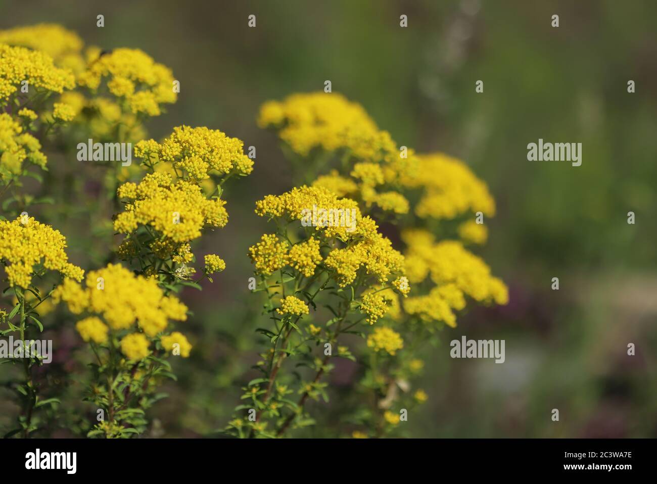 Gelbe Blüten im Frühling, Yarrow Hydrosol Stockfoto