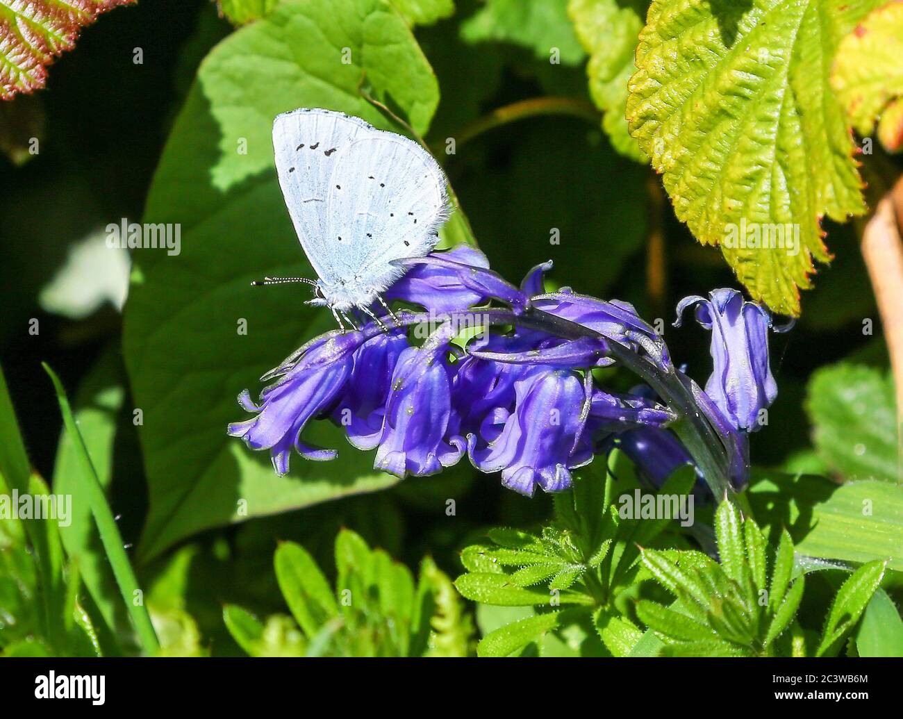 Ein Blauer Waldschmetterling (Celastrina argiolus) auf einer englischen Hyazinthe (Hyacinthoides non-scripta) Blüte, England, UK Stockfoto