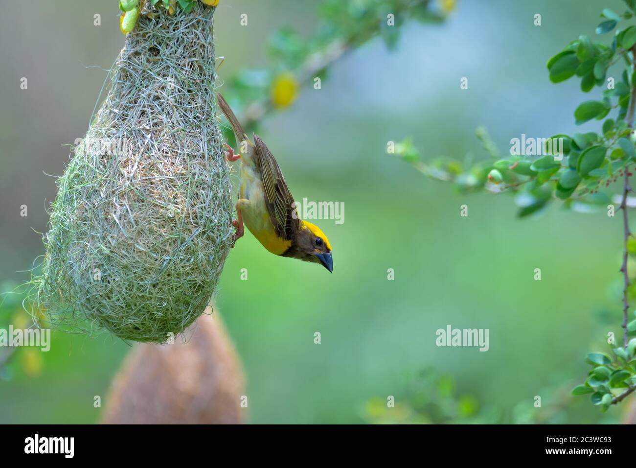 Der Baya-Weber ist ein Weavervogel, der auf dem indischen Subkontinent und Südostasien gefunden wird. Sie sind am besten für ihre hängenden retortförmigen Nester wov bekannt Stockfoto