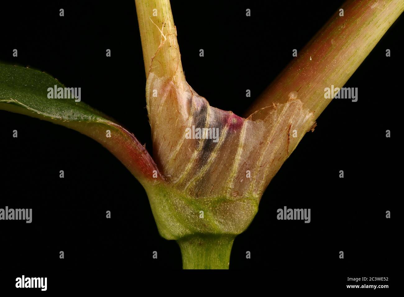 Rotschenkel (Persicaria maculosa). Ocrea Nahaufnahme Stockfoto