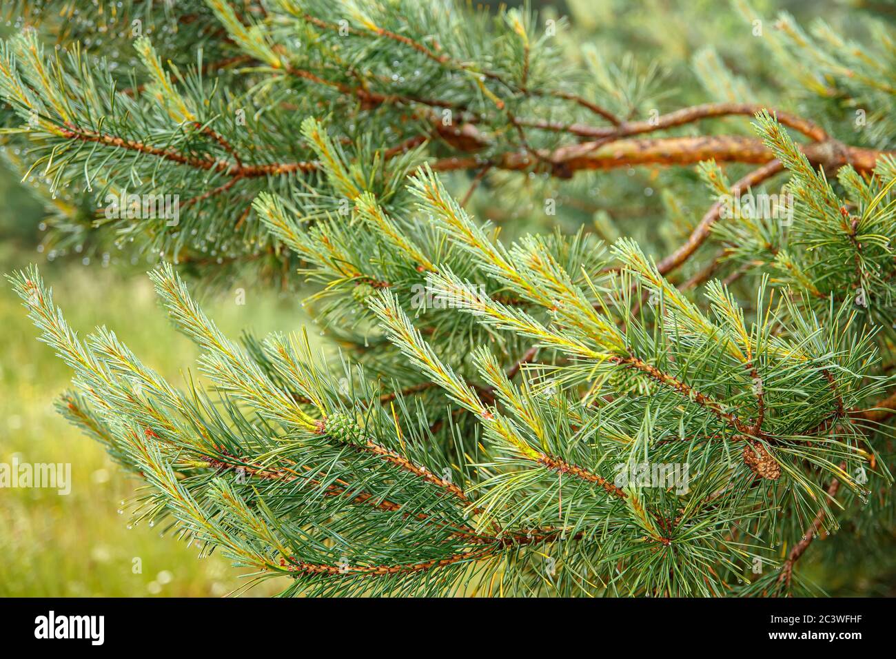Zweige der gemeinsamen Kiefer strecken sich in Richtung der Sonne, Frühling Saison. Stockfoto